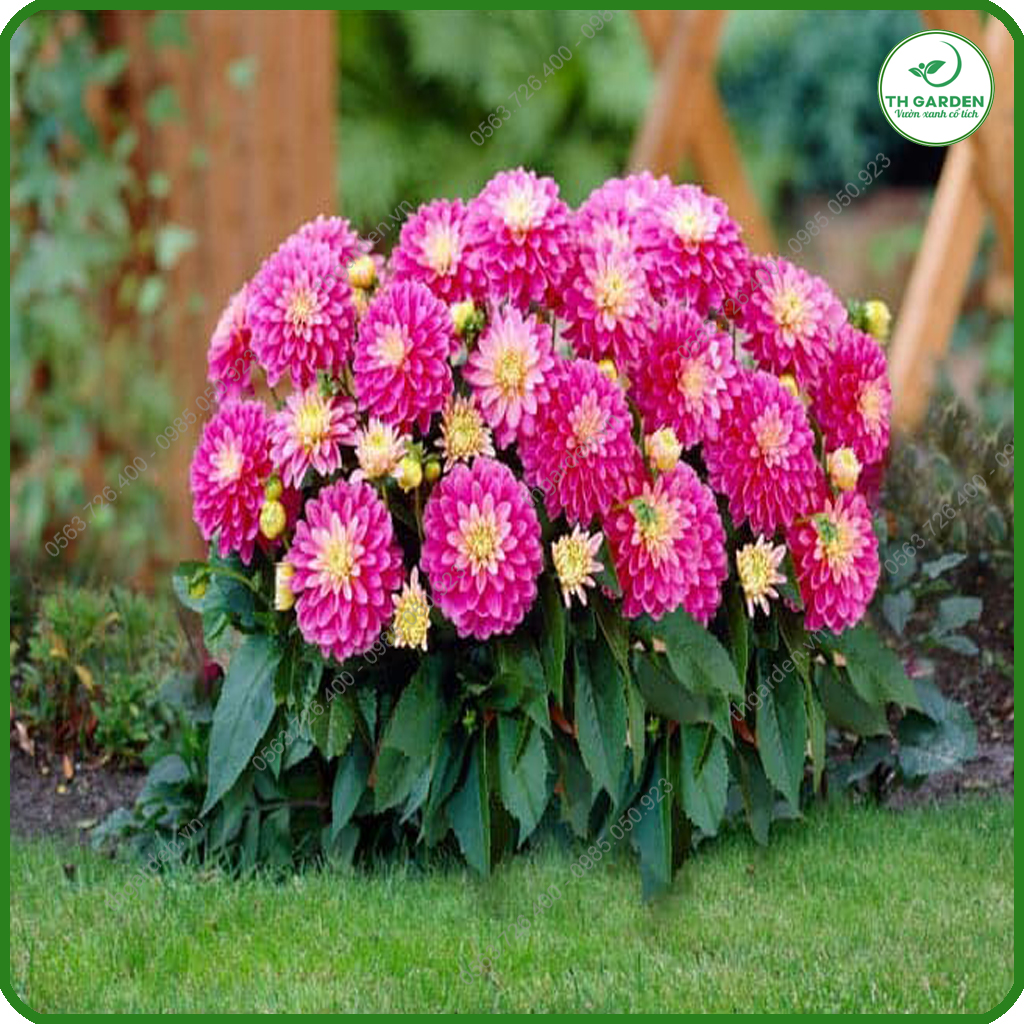 Hạt Giống Hoa Thược Dược Mix Nhiều Màu TH Garden - Hạt Giống Dễ Trồng Dễ Chăm Sóc, Hoa Thơm, Bền Màu, Lâu Tàn