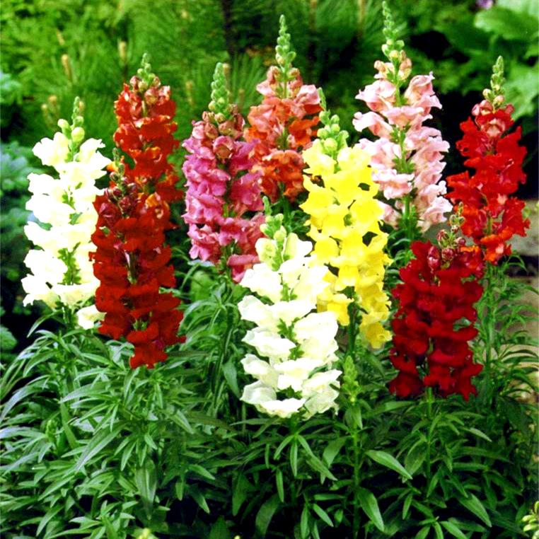 Hạt giống hoa mõm sói mix màu -gói 100 hạt