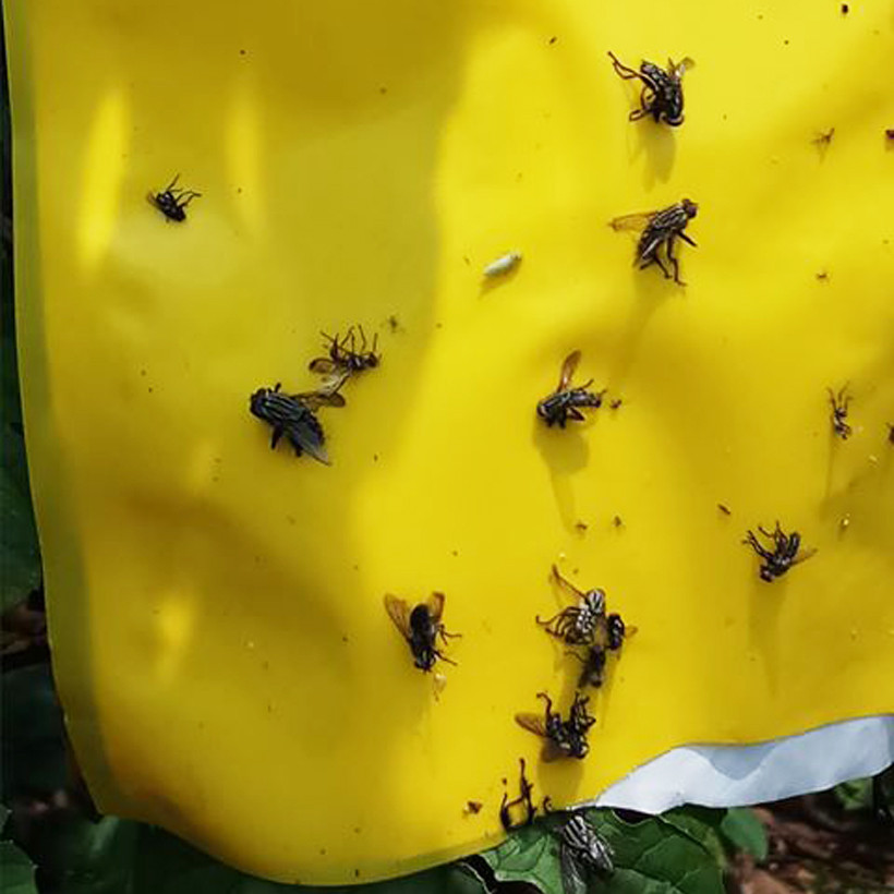 Miếng Dán Bẫy Côn Trùng - Bẫy Ruồi Vàng Và Bọ Trĩ  20x22 cm