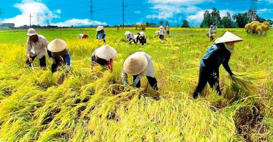 Bộ lồng lưỡi gặt lúa 3 món gắn máy cắt cỏ. GX35 và nhiều loại máy cắt cỏ, cắt lúa khác