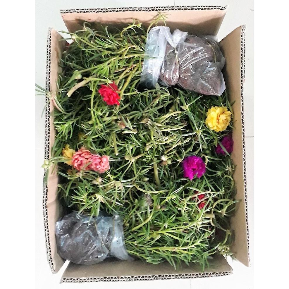 Combo 3 bó Hoa 10 giờ Rất Đẹp 981SP 681sp