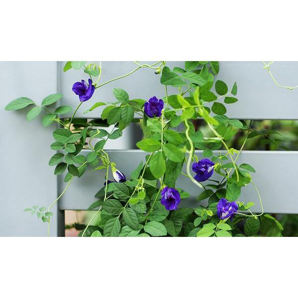 Hạt giống hoa đậu biếc 20 hạt
