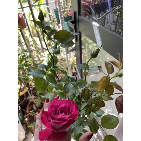 Cây hoa Hồng ngoại monica thân gỗ dáng tree
