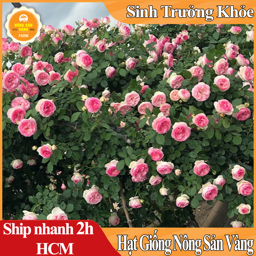 Hạt giống Hoa Hồng Leo Pháp, Điểm Tô Cho Ngôi Nhà BạnTrở Nên Thơ Mộng Và Lãng Mạn, Đầy Hương Thơm - Nông Sản Vàng