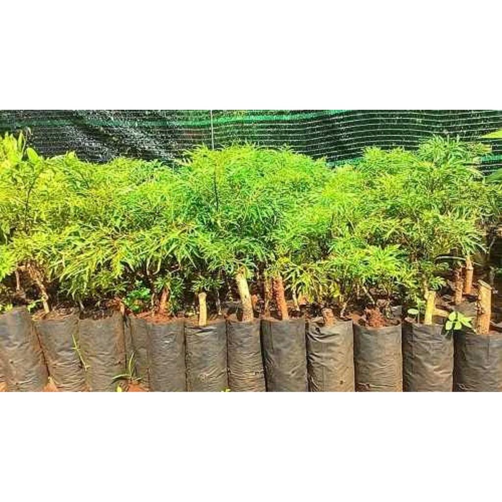 GIỐNG CÂY ĐINH LĂNG ta lá nhỏ