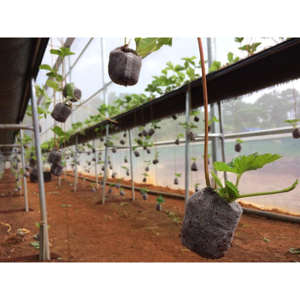 Bộ 50 và 100 viên nén ươm hạt xơ dừa hữu cơ trồng rau, dâu tây, thủy canh (loại lớn cao 60mm)