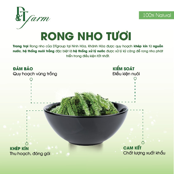 Rong Nho Tươi Tách Nước Okinawa 240g (12 gói x 20g) (Mẫu mới) - Thần Dược Đại Dương