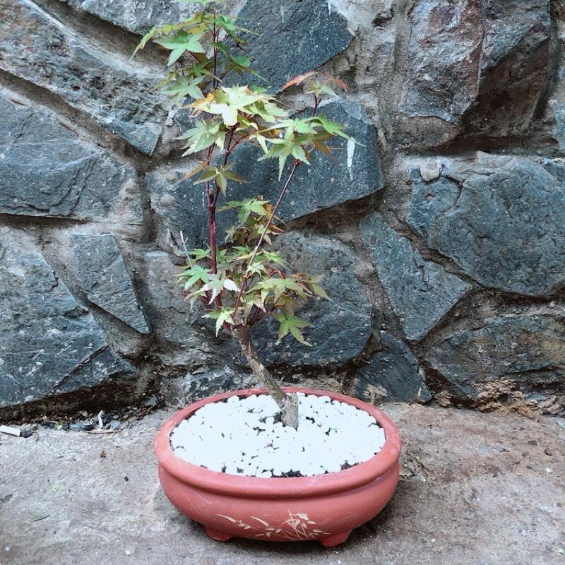 Chậu Phong Lá Đỏ Bonsai