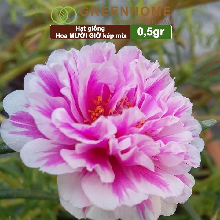 Hình ảnh Hạt giống hoa Mười Giờ, gói 500 mg, bông to, cánh kép, nhiều màu, rất dễ trồng H10 |Greenhome