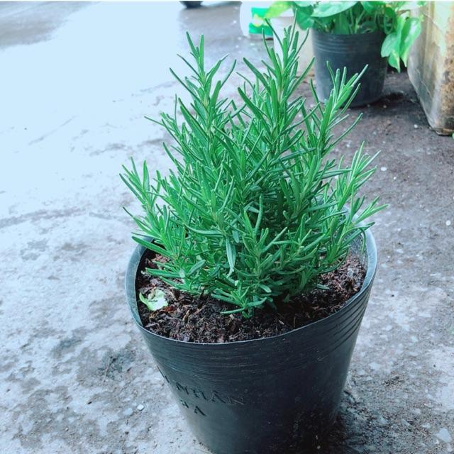 Hương Thảo Đuổi Muỗi