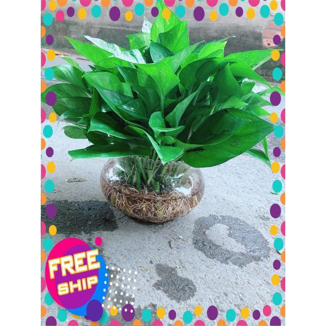 Trầu Bà Thái Trồng Thuỷ Sinh Size Đại