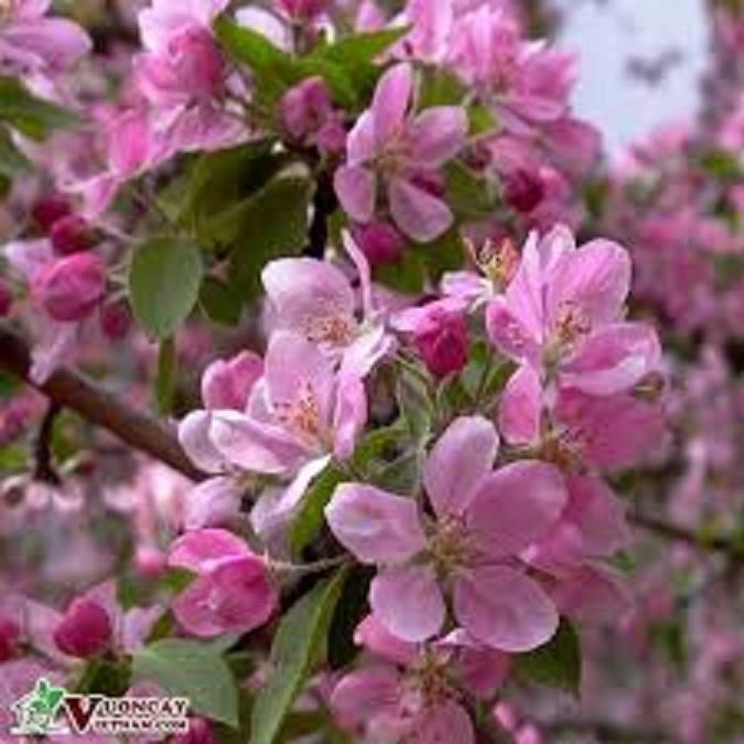 CÂY GIỐNG HOA ANH ĐÀO NHẬT BẢN