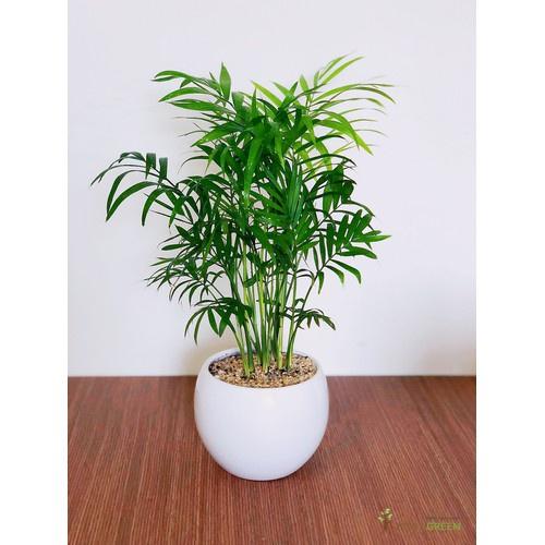 CHẬU CAU TIỂU TRÂM BONSAI