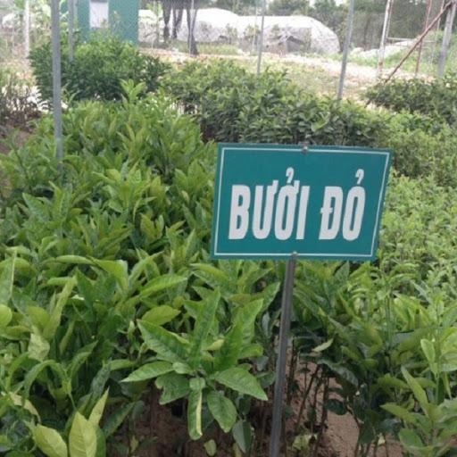 Bưởi luận văn tiến vua vỏ đỏ ruột đỏ -cây ăn quả