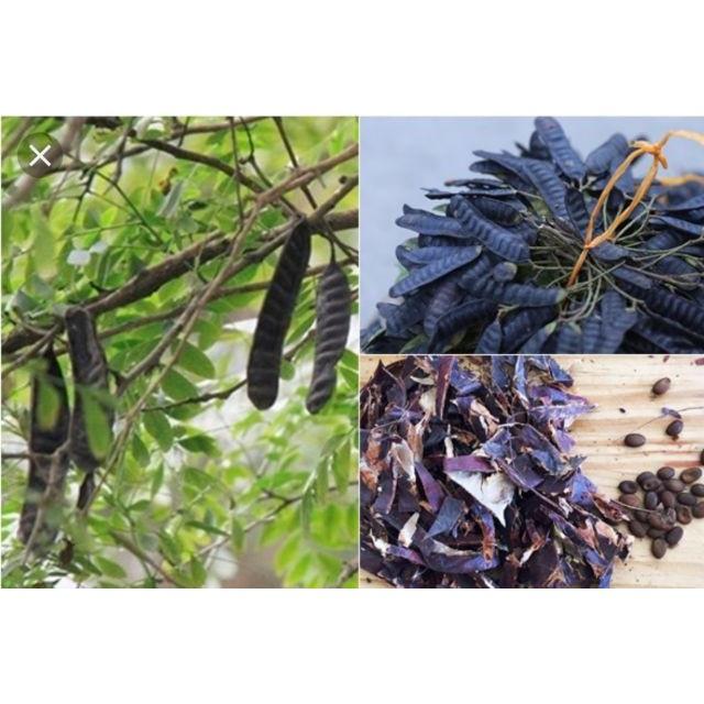 Combo 3 cây giống bồ kết chuẩn xịn