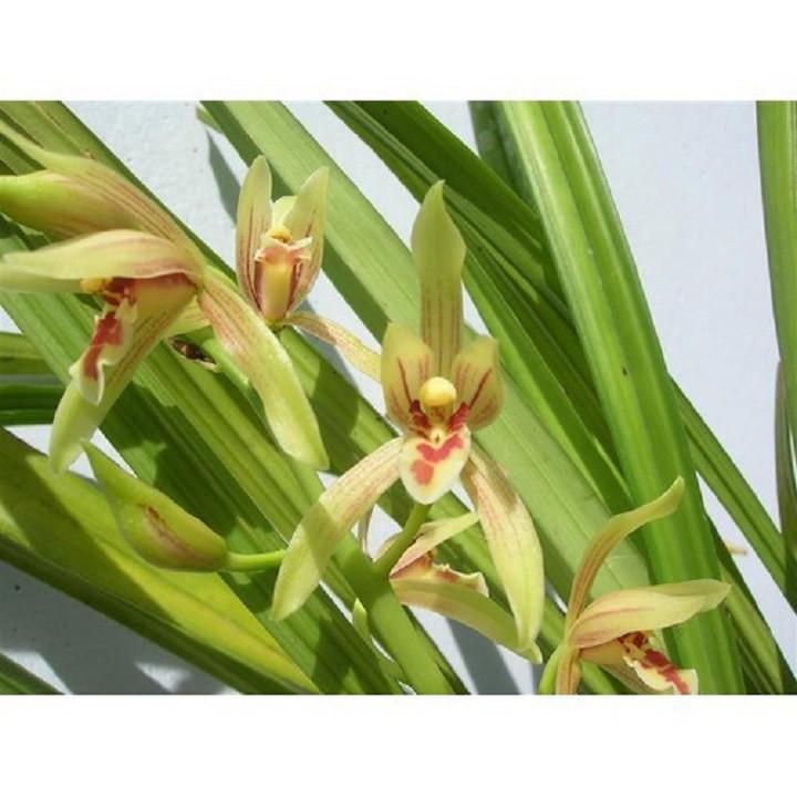 Combo 10 thân địa lan k.iếm tương tư hồng rừng tây bắc