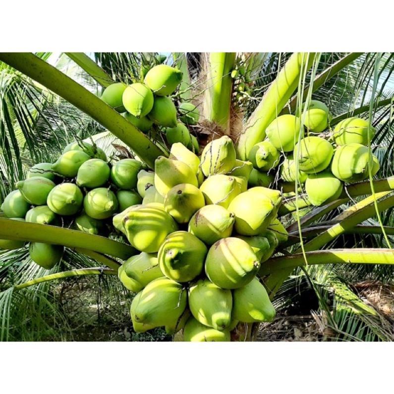 Cây giống dừa xiêm lùn Bến Tre-đặc sản của sứ dừa Bến Tre cây giống thuần chủng F1