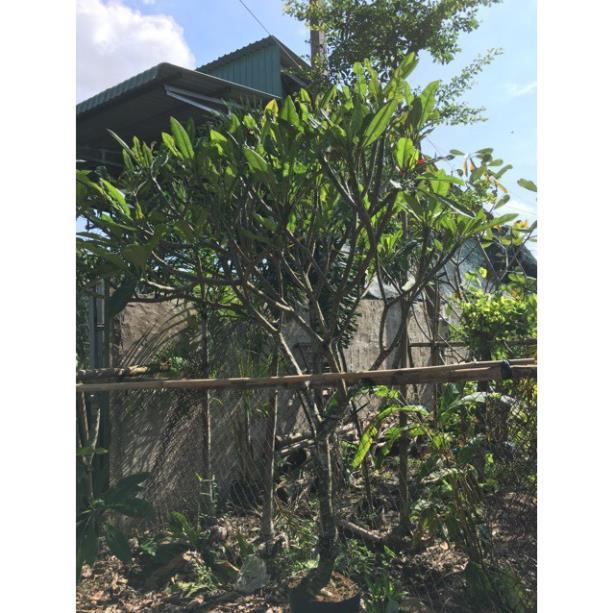 Cây sứ đại đỏ huyết
