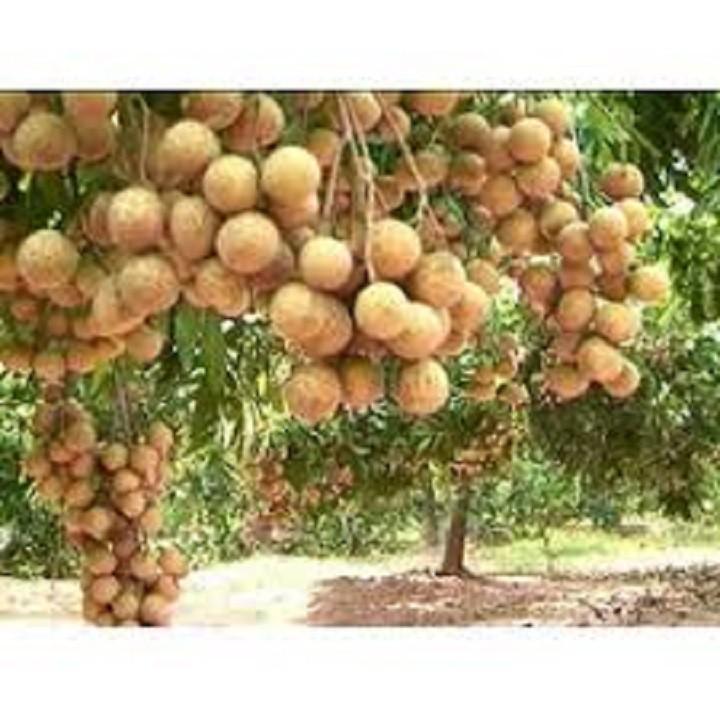 CÂY GIỐNG NHÃN KHÔNG HẠT THÁI LAN SIÊU NGON SIÊU QUẢ- CAM KÊT GIỐNG CHUẨN F1