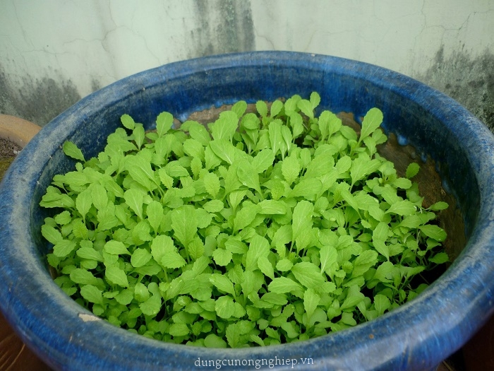 Hạt giống Cải Bẹ Xanh Mỡ Cao Sản, Dễ Trồng - Nông Sản Vàng