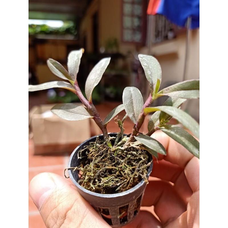 Combo 2 côc dã hạc thác bà