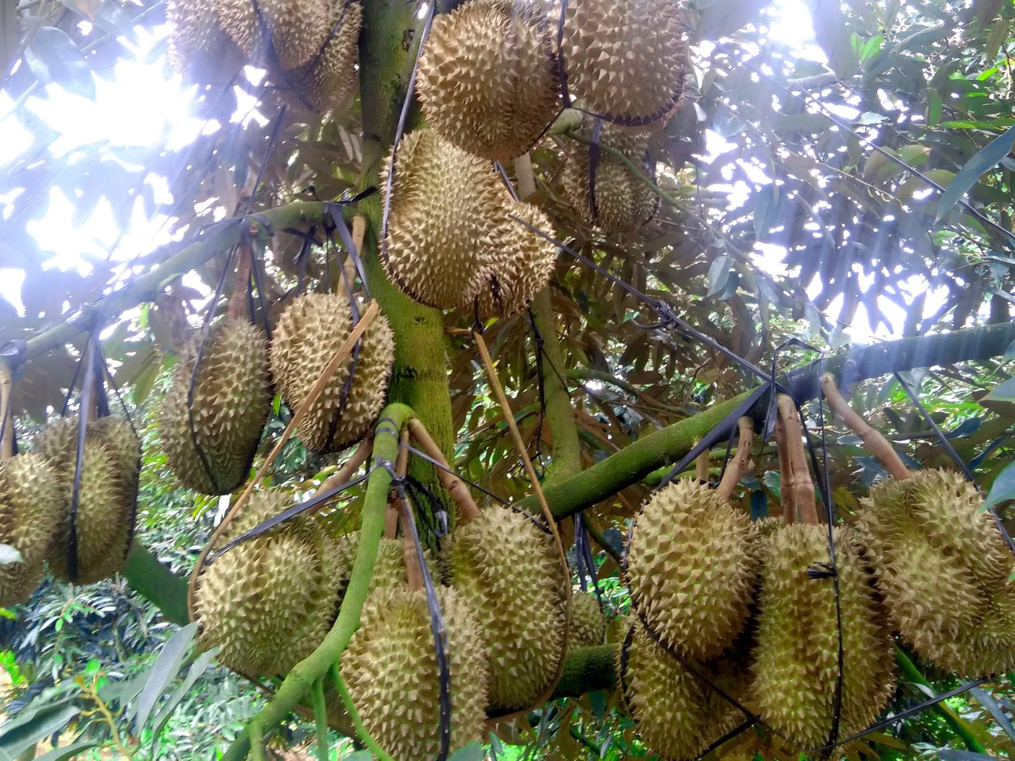 Phân bón dưỡng trái Nông Tâm 09 giúp trái lớn nhanh đều, tăng năng suất trái, tăng đề kháng, ngừa sâu bệnh, gói 1000gr