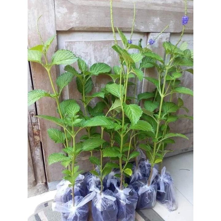Combo 5 cây giống đuôi chuột hoa tím