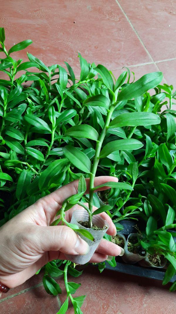 Hoa phong lan 5 cánh trắng cấy mô cây cực đẹp