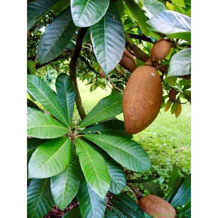 Cây SAPÔCHÊ RUỘT ĐỎ KHỔNG LỒ... 1 năm cho trái
