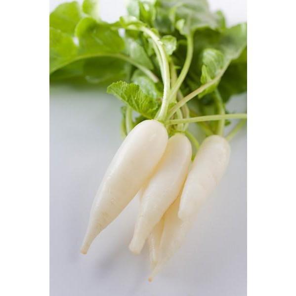 HẠT GIỐNG CỦ CẢI MUỐI DƯA HÀ NỘI - 50G