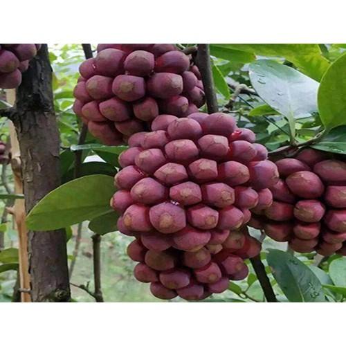 CÂY GIỐNG NA ĐỎ CAO SẢN