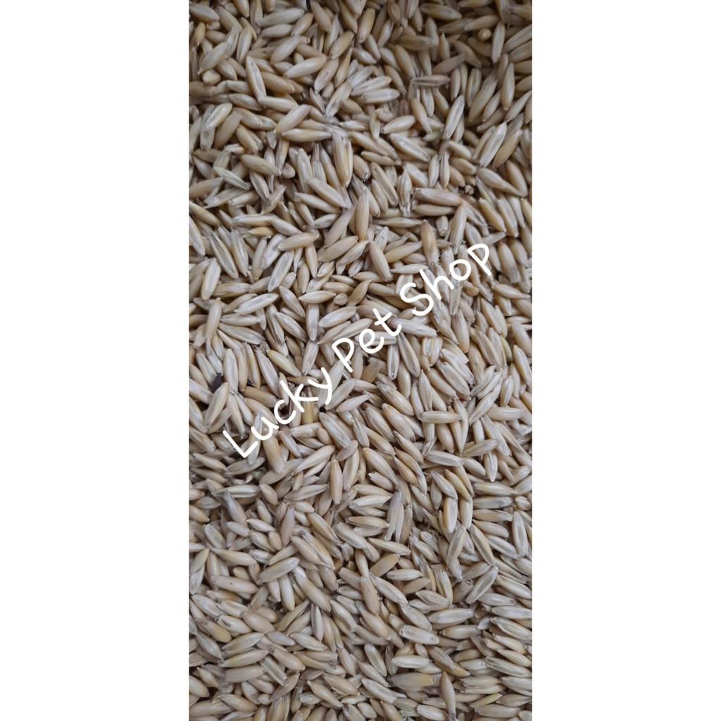Túi 500 gr yến mạch nguyên vỏ