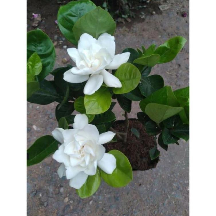 Bạch thiên hương hoa thơm nức