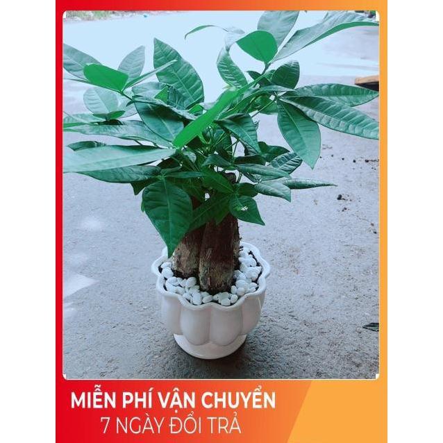 Chậu Kim Ngân 3 Thân Size Lớn