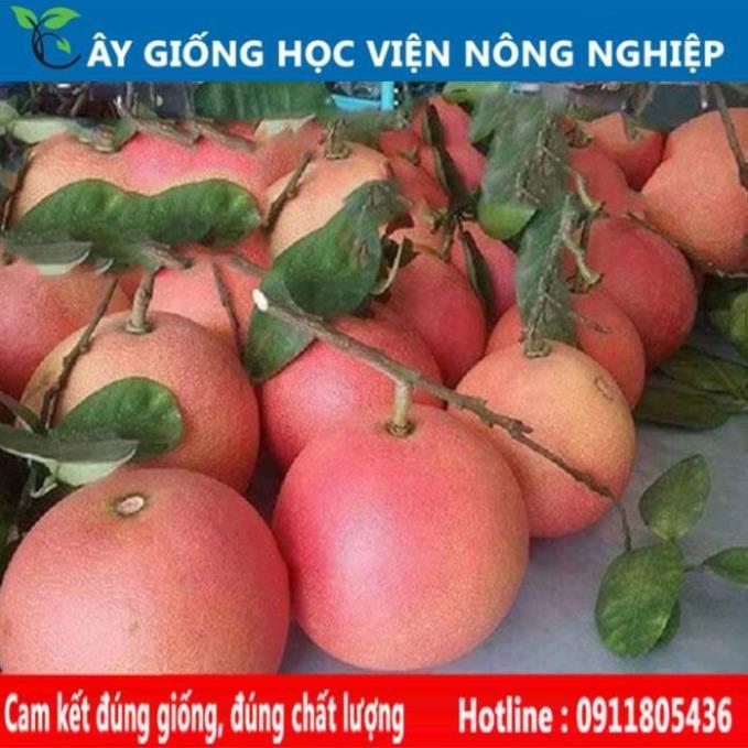 Sản phẩm Cây Ăn Trái bưởi đỏ Phúc Kiến