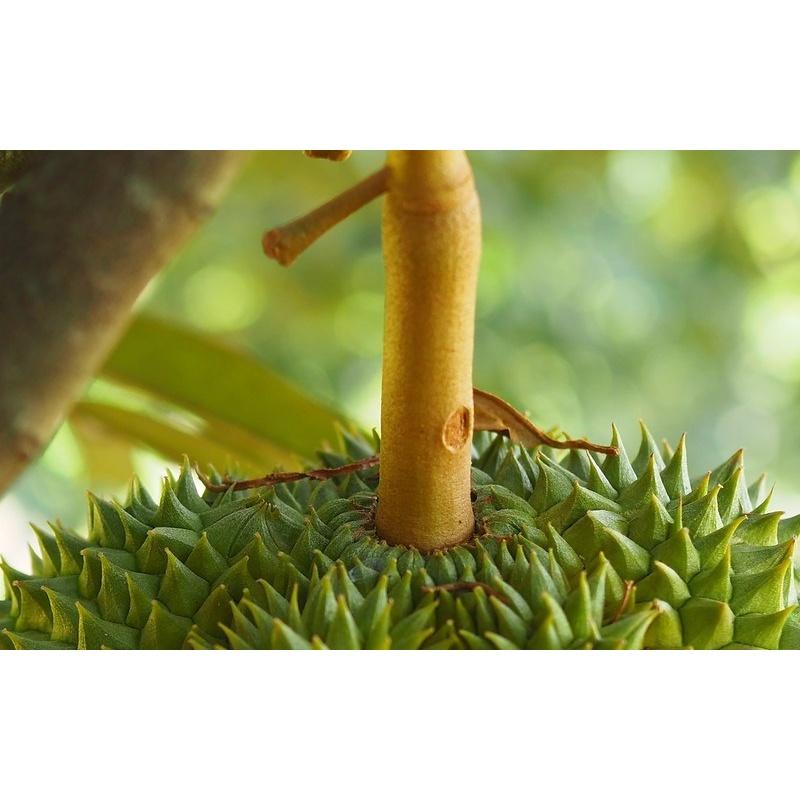 CÂY Giống sầu riêng Black Thorn GỐC NHỚT GHÉP. .(