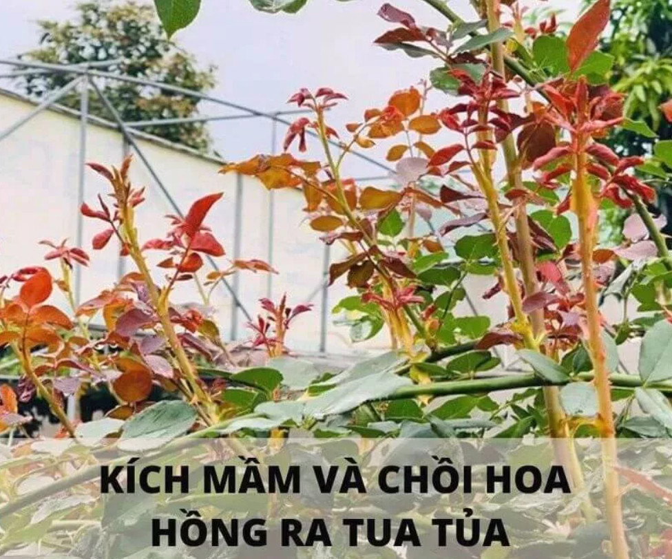 Combo 25 lít đạm cá + 3kg axit humic kích rễ cải tạo đất