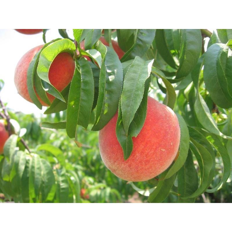 Cây giống đào tiên Nhật Bản, đào ăn quả chịu nhiệt tốt.