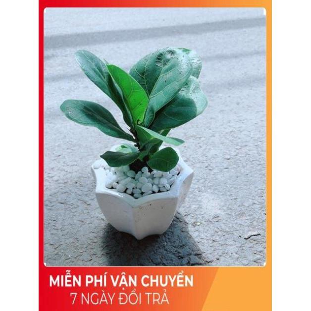 Chậu Bàng Singapore