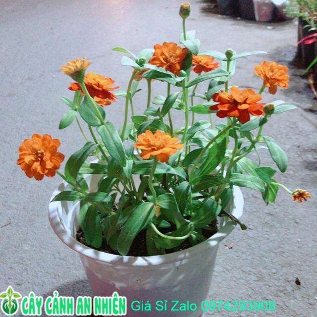 Chậu Cúc Duyên