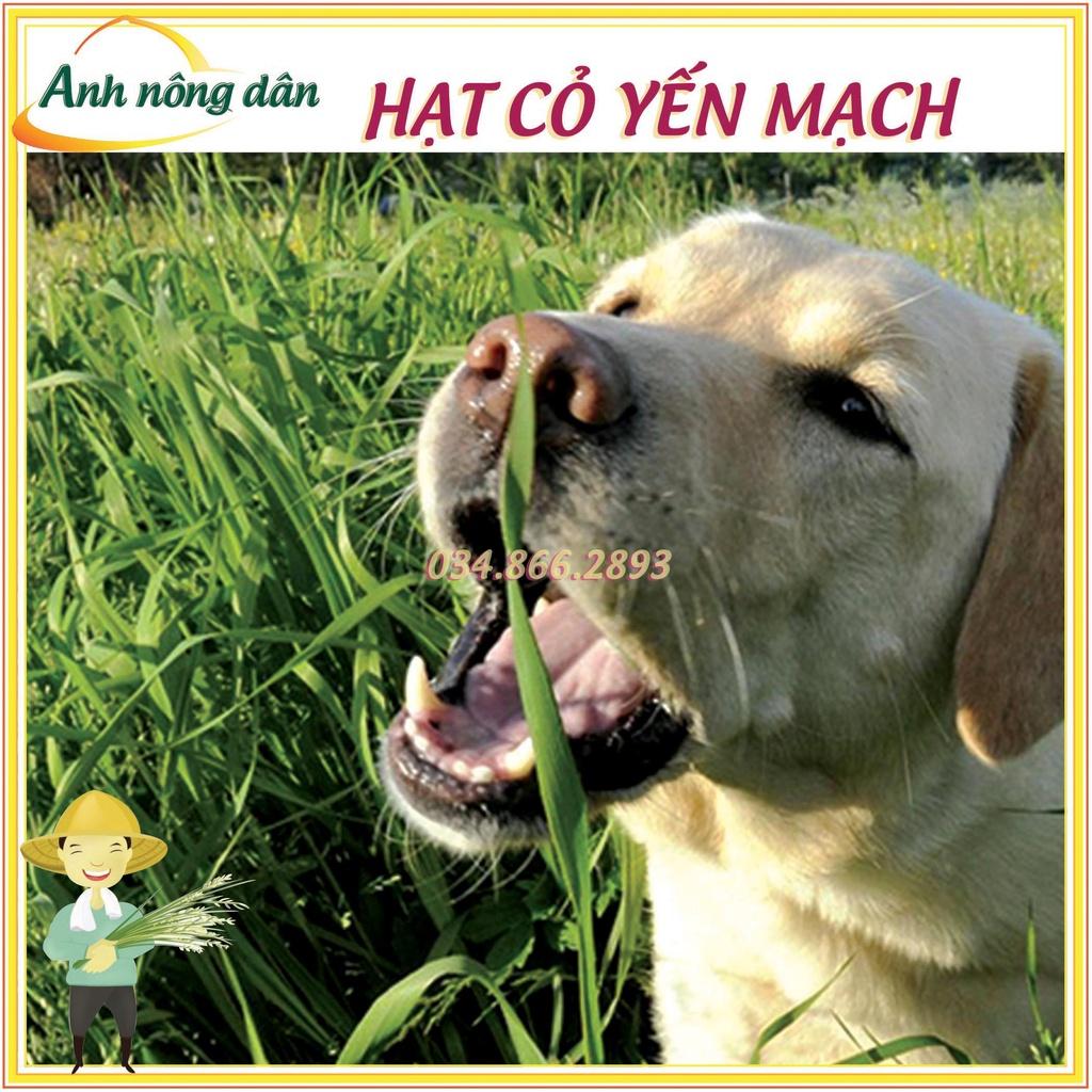 1kg Hạt giống cỏ Yến Mạch - cỏ chó mèo