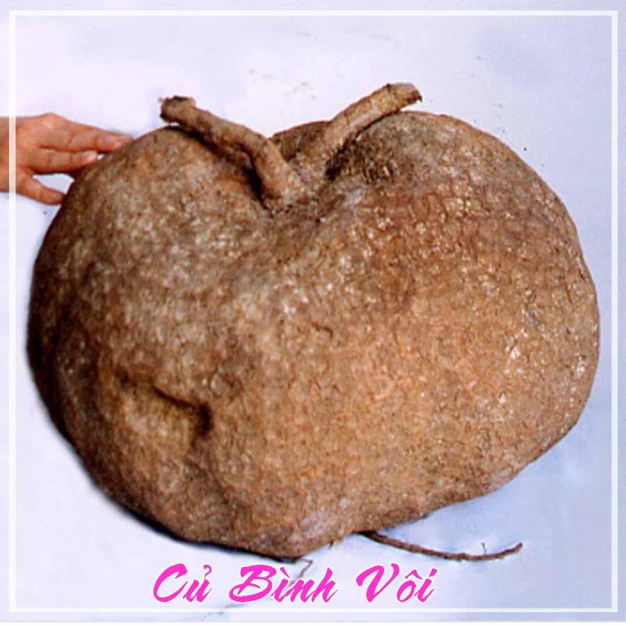Củ Bình Vôi khô sạch đóng gói 1kg