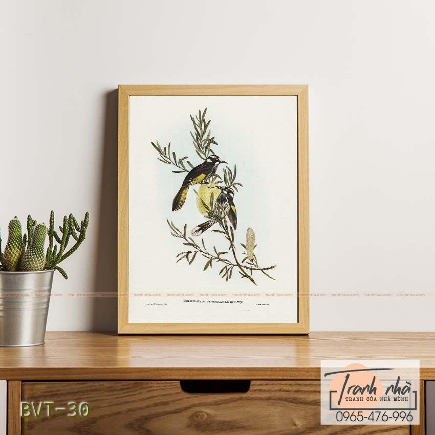 Tranh canvas vintage  - Chim ăn mật (Meliphaga) - BVT-30