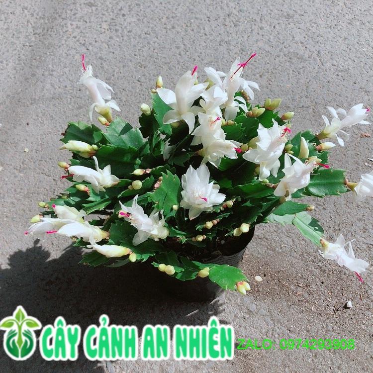Chậu Hoa Tiểu Quỳnh Màu Trắng