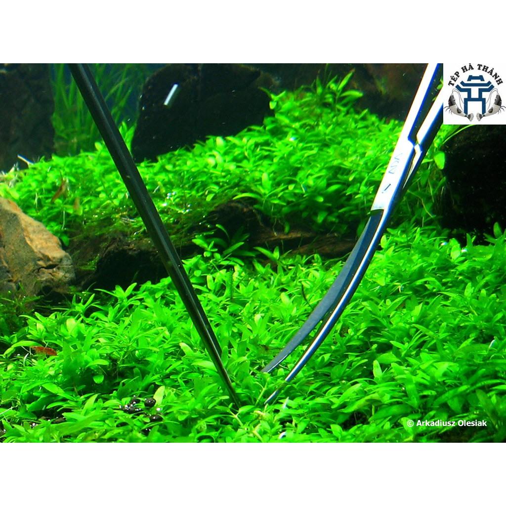 Kéo inox tỉa cây thủy sinh
