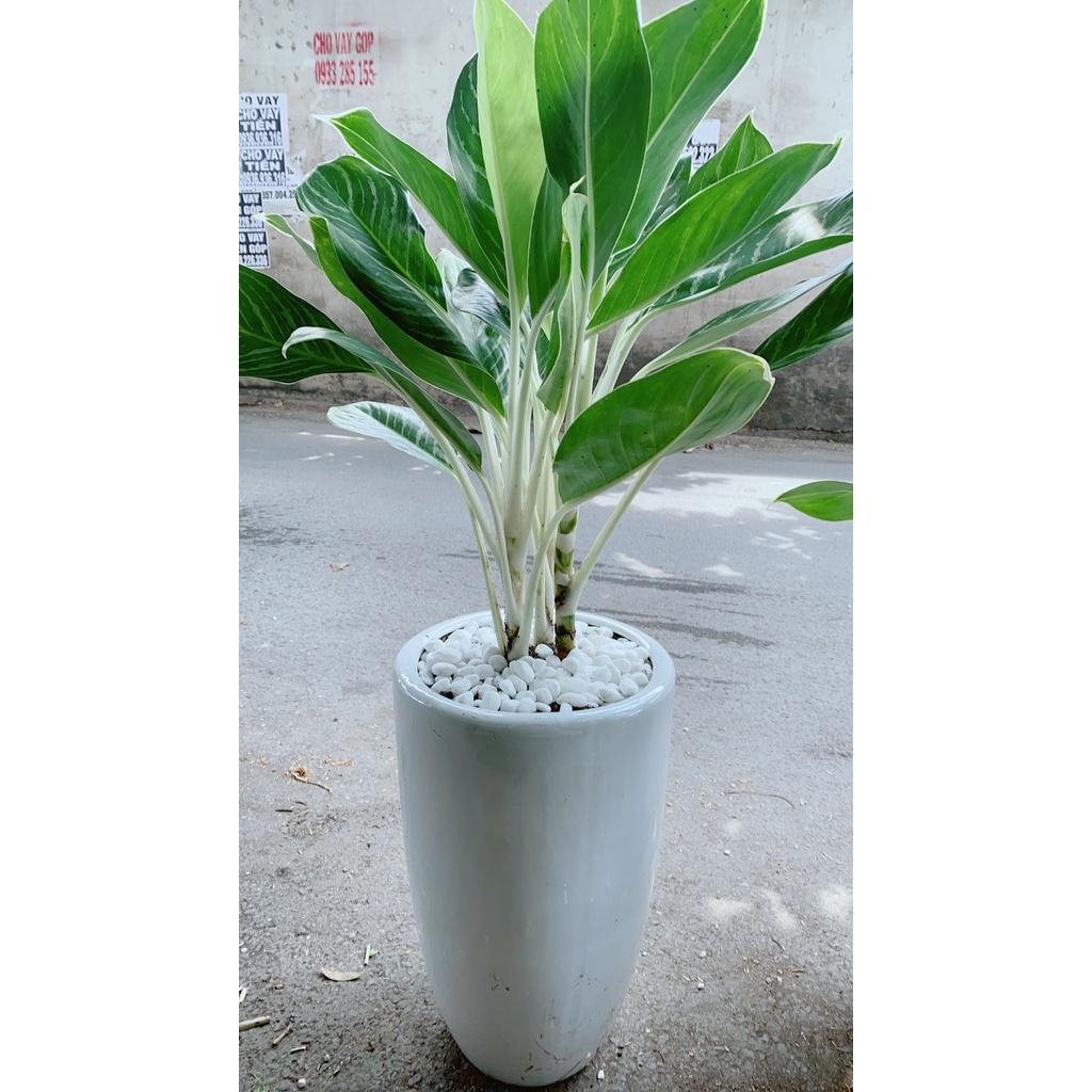 Chậu Cây Bạch Mã Hoàng Tử