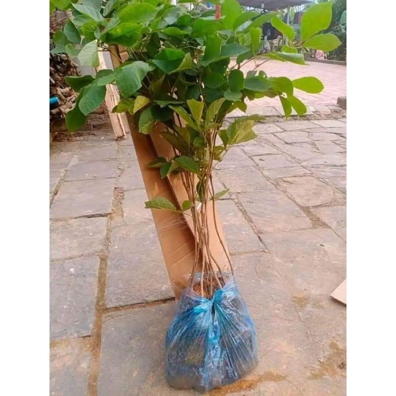 CÂY GIỐNG HOA PHONG LINH VÀNG cao 50-80cm
