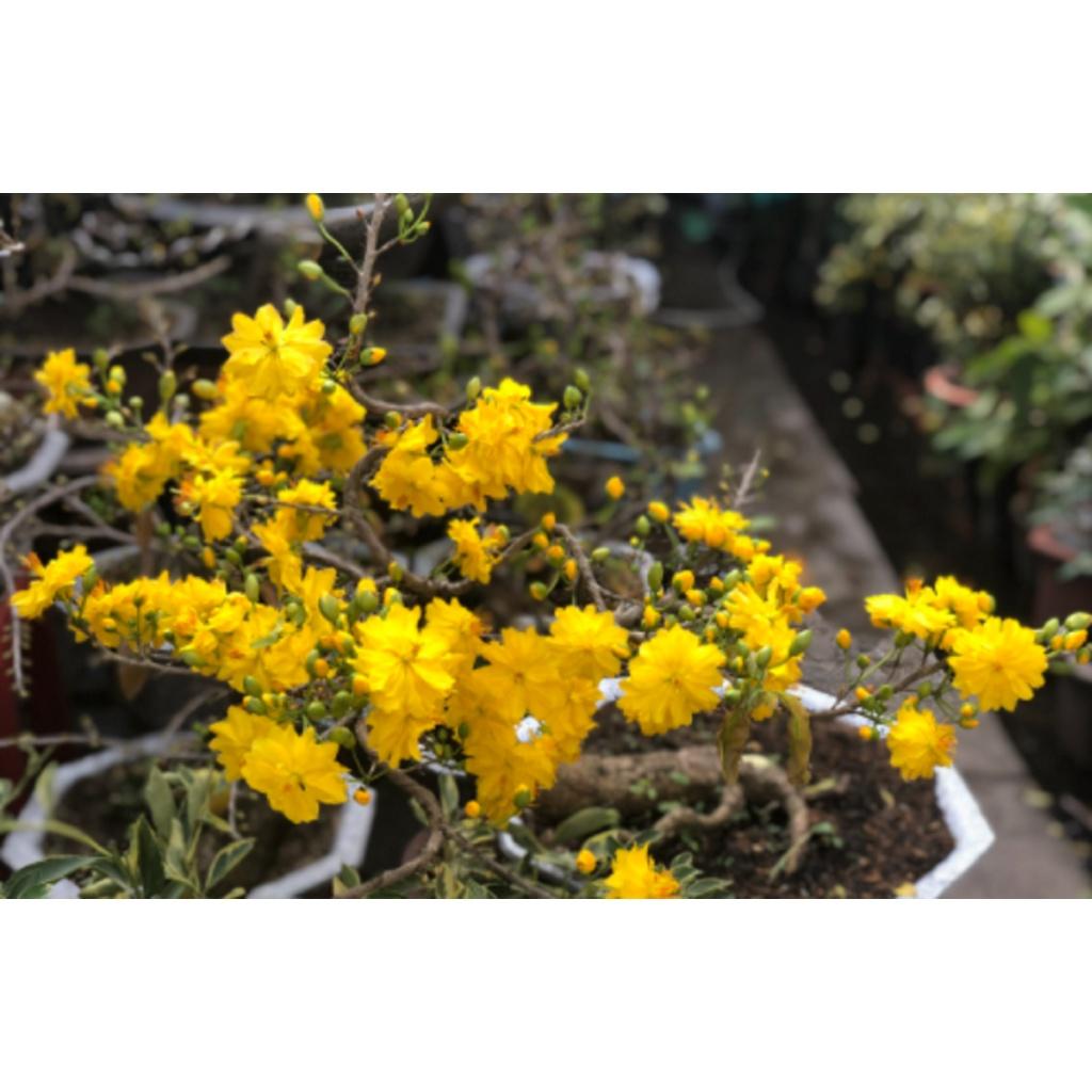 CÂY GIỐNG MAI ĐẠI LỘC