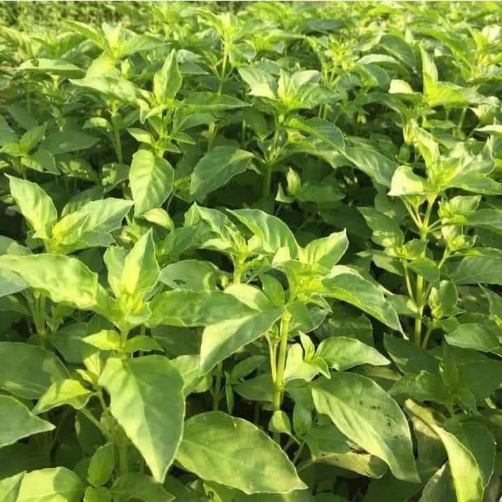 Hạt giống rau húng thơm - Rau thơm sả CT141 - Gói 2gram