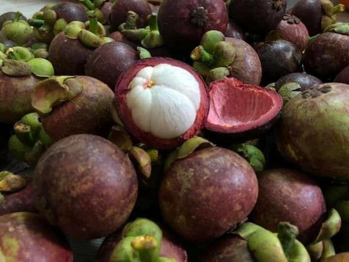 Cây măng cụt giống